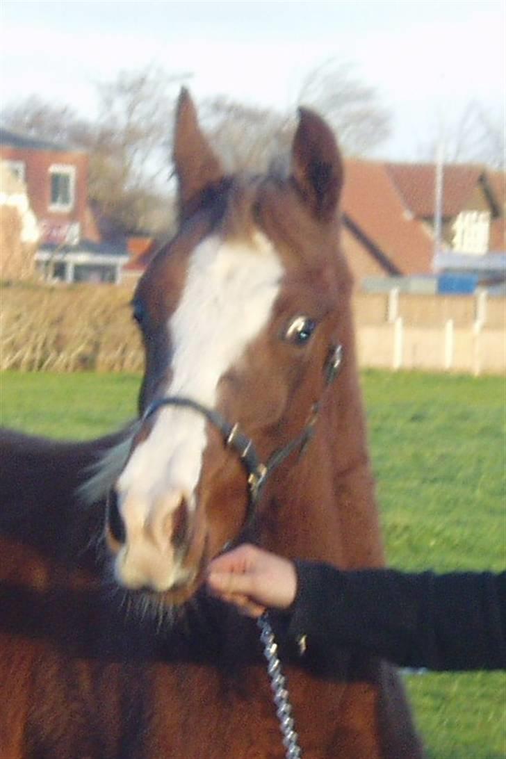 Arabisk fuldblod (OX) FE Chester - SOLGT billede 14