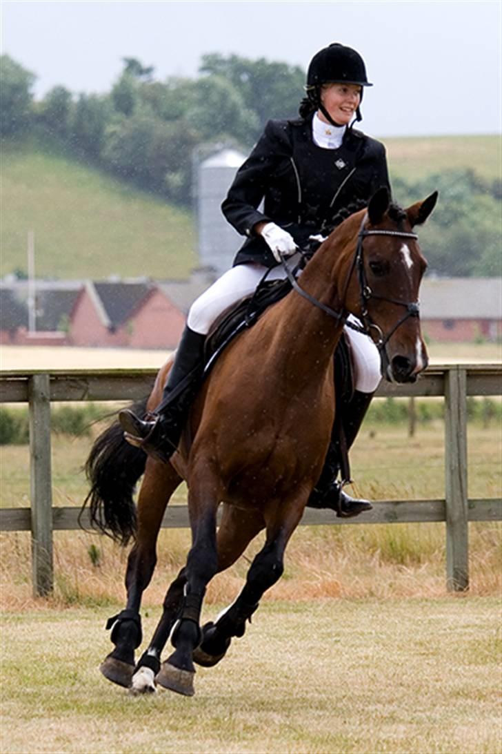 Dansk Varmblod Chanel *Gammel part* - foto: flemming kjær billede 10