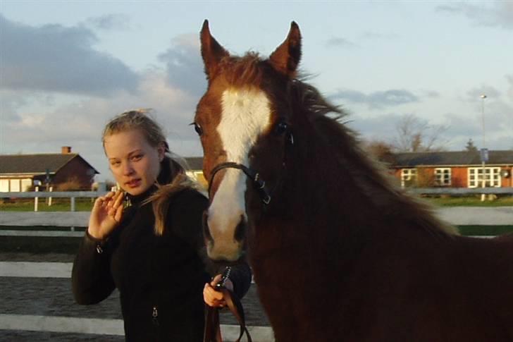 Arabisk fuldblod (OX) FE Chester - SOLGT billede 15