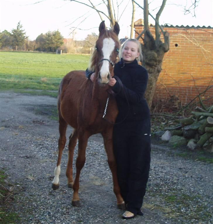 Arabisk fuldblod (OX) FE Chester - SOLGT billede 16