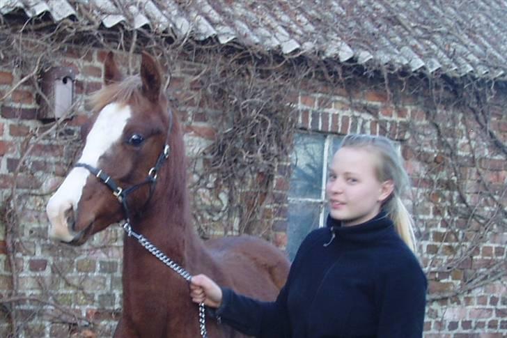 Arabisk fuldblod (OX) FE Chester - SOLGT billede 17