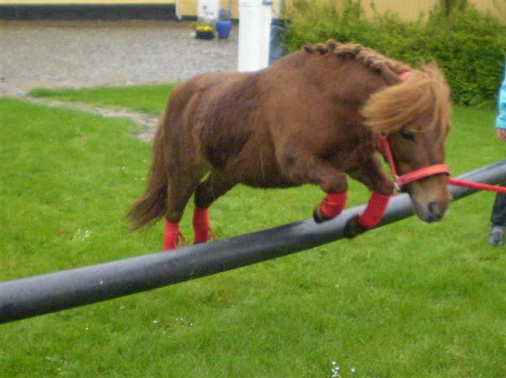 Shetlænder Oline billede 18