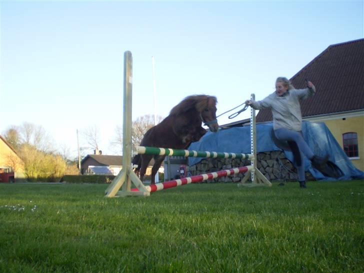 Shetlænder Oline billede 19