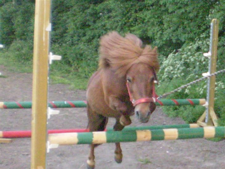 Shetlænder Oline billede 20