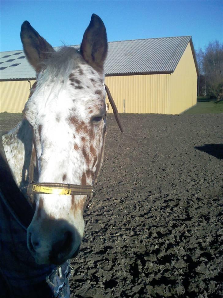 Appaloosa Carlo billede 4