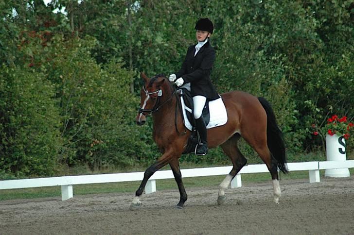 Welsh Pony af Cob-type (sec C) Kielshoop Honey Starlight - A-finalen DM 2009 billede 18