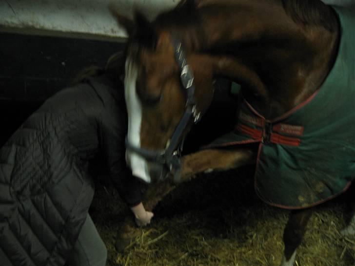 Hannoveraner Rimonti (Død) :'( - Ben Øvelser er altid godt XD billede 14