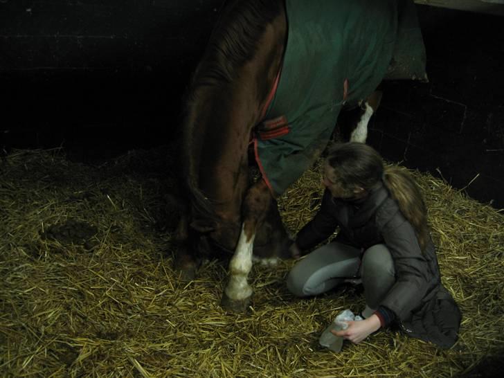 Hannoveraner Rimonti (Død) :'( - Jaaa! Han er ved at fatte hvad det er jeg vil ( han er ved at lærer at bukke) XD billede 15