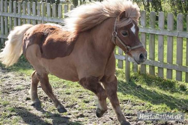 Anden særlig race Smølf / Tot - Smuk galop., Foto: Schmølz billede 2