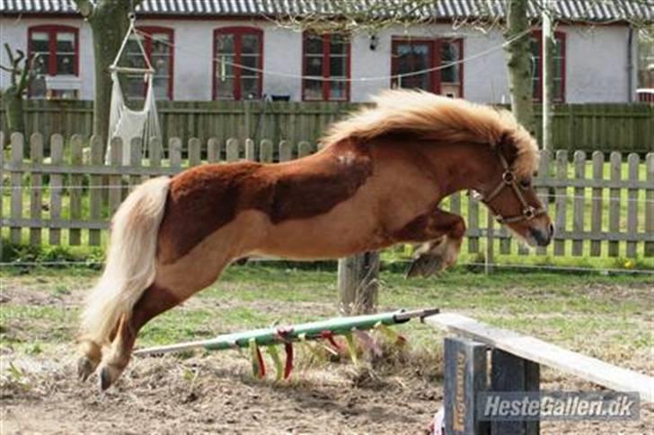 Anden særlig race Smølf / Tot - Tot der springer højt...Uhh ... :P Foto: Shmølz billede 8