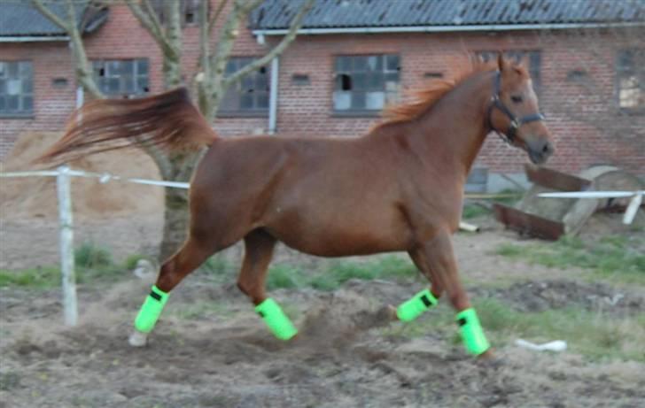 Dansk Varmblod Dakota Harkjær RDS - Think neon billede 20