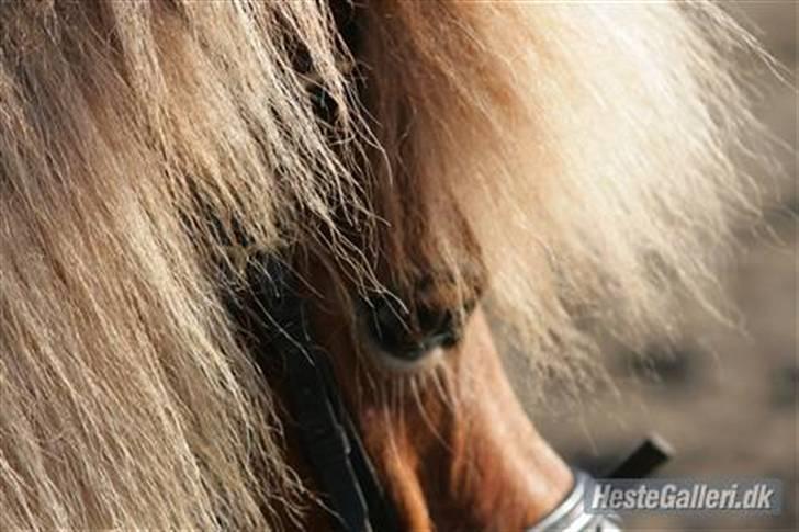 Anden særlig race Smølf / Tot - Øjet ? Foto: Schmølz billede 10