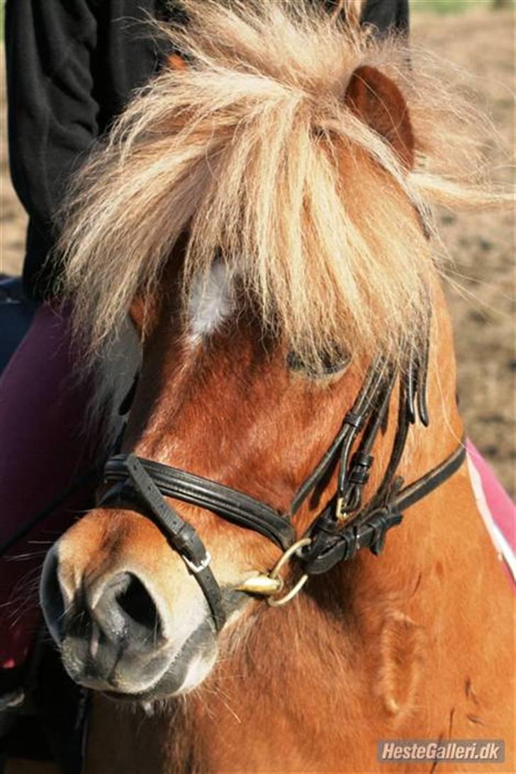 Anden særlig race Smølf / Tot - Tot`s søde hovde=) Foto: Schmølz billede 11