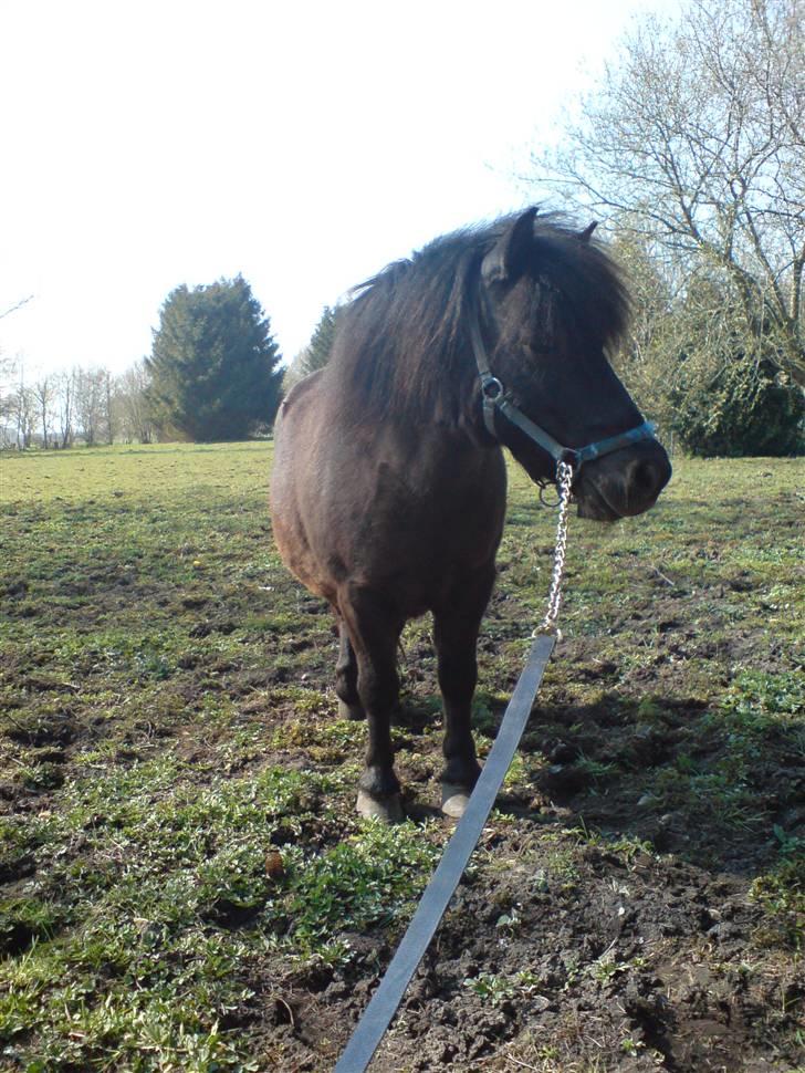 Shetlænder Nickolaj *DØD* billede 1