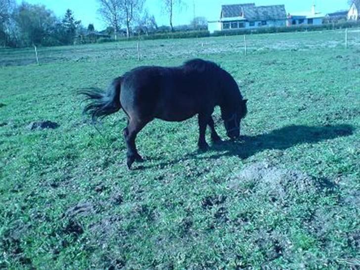 Shetlænder Nickolaj *DØD* billede 5