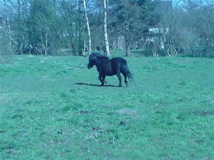 Shetlænder Nickolaj *DØD* billede 6