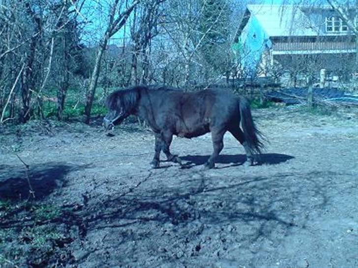 Shetlænder Nickolaj *DØD* billede 8