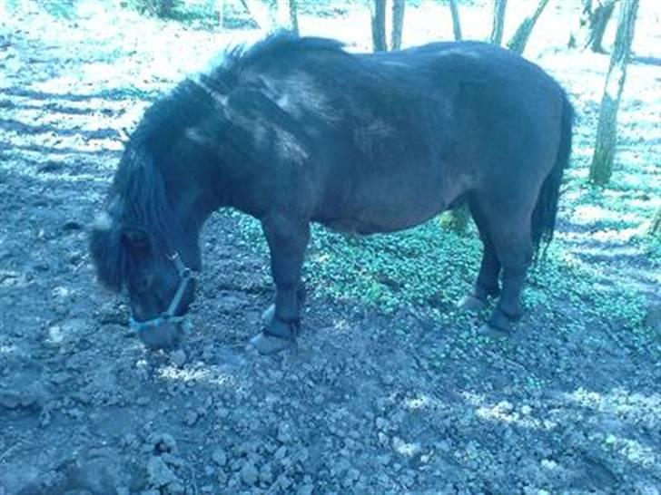 Shetlænder Nickolaj *DØD* billede 9