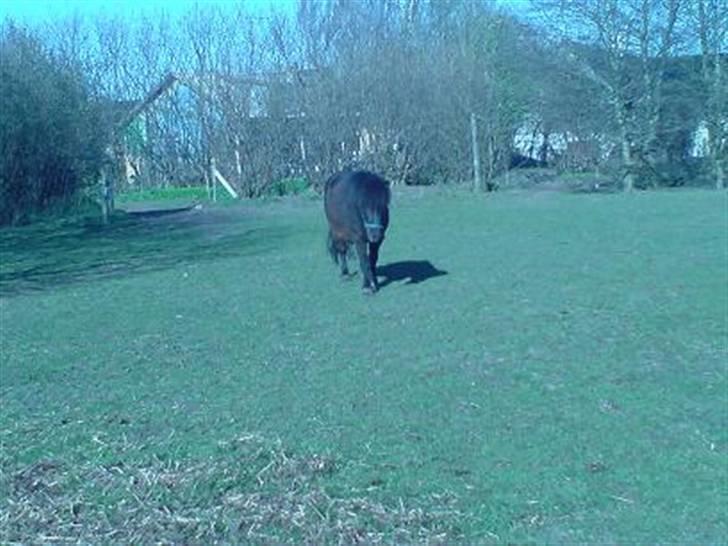 Shetlænder Nickolaj *DØD* - kommer nu, ;D  billede 10