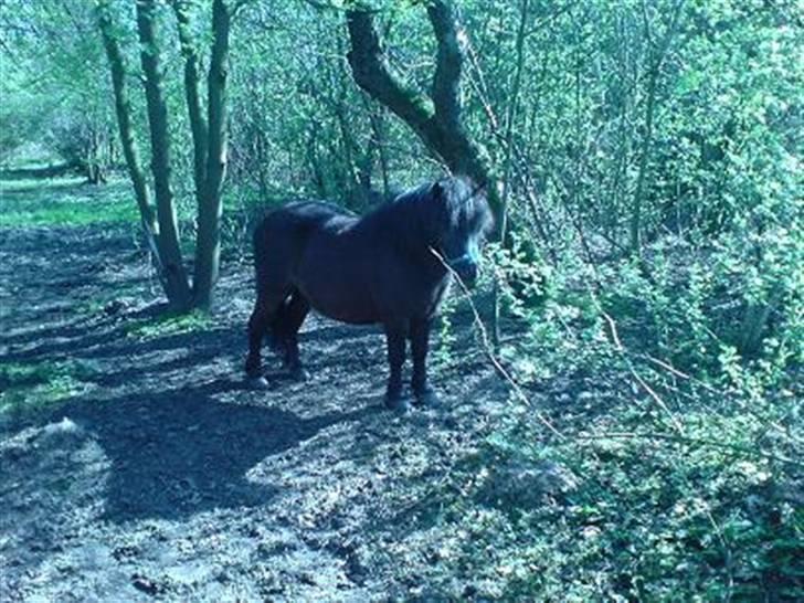 Shetlænder Nickolaj *DØD* billede 11