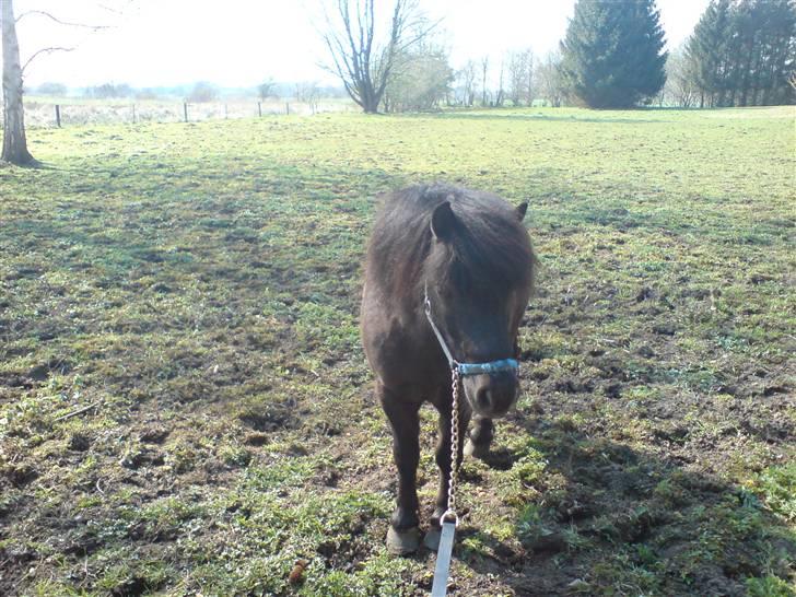 Shetlænder Nickolaj *DØD* - fed frits? - eller ikke. :D hahahaha. billede 12