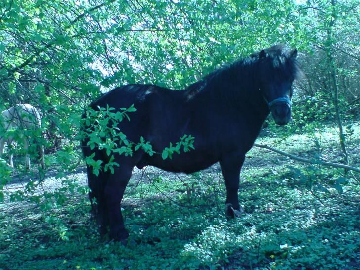 Shetlænder Nickolaj *DØD* billede 13