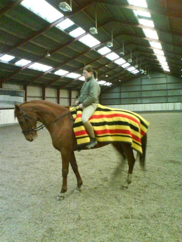 Dansk Varmblod Darcy R.I.P billede 15