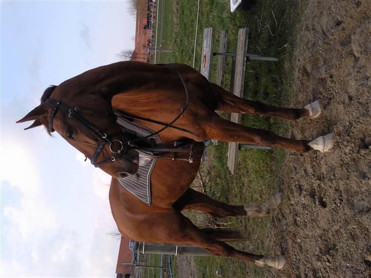 Dansk Varmblod Darcy R.I.P billede 16