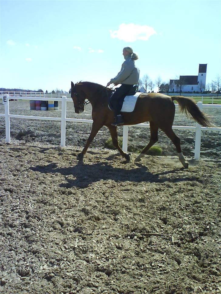 Dansk Varmblod Darcy R.I.P - Darcys gamle ejer var på besøg, og jeg var hurtig med cam. billede 17