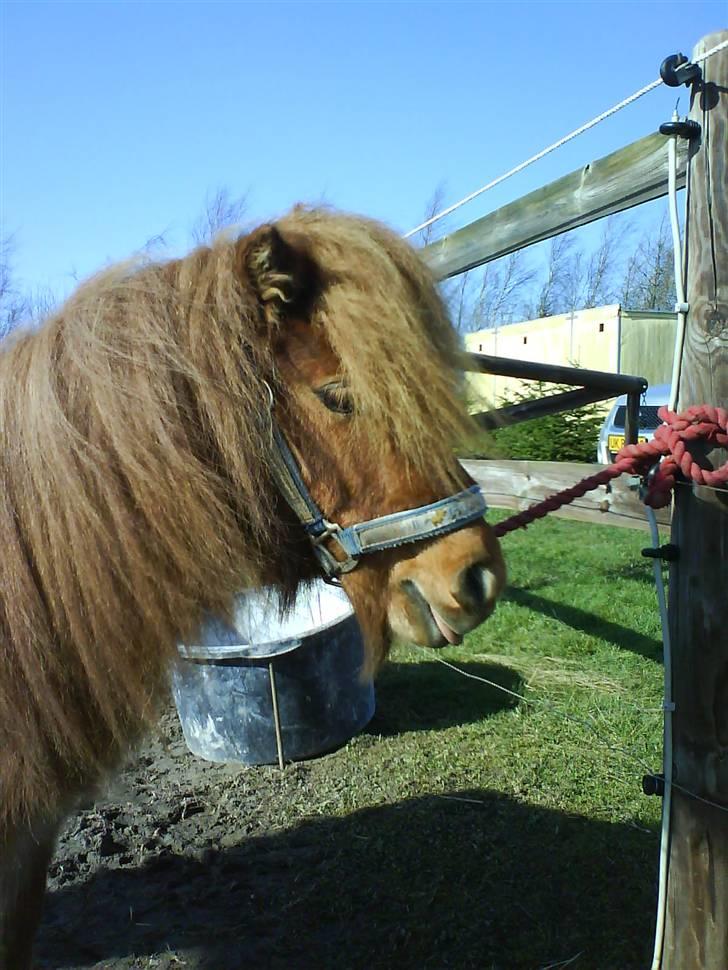 Shetlænder Annagaard Bagheera R.I.P billede 13