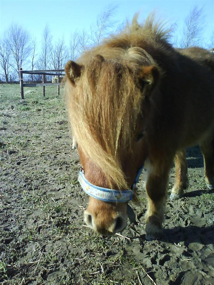 Shetlænder Annagaard Bagheera R.I.P billede 14
