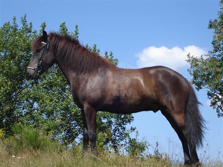 Islænder Kári fra rødstenskær billede 1