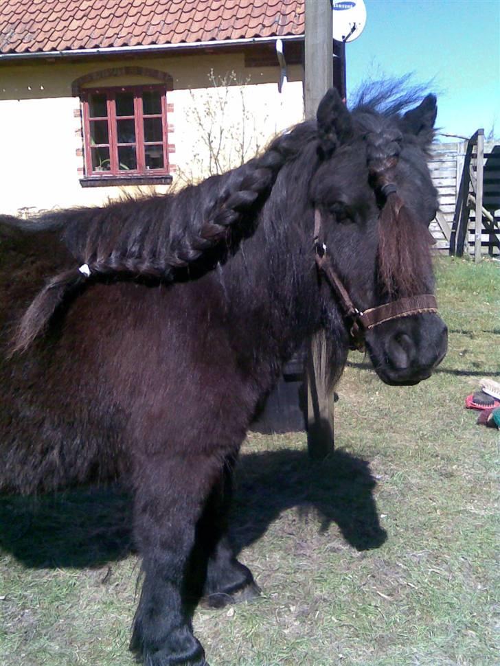 Shetlænder Bølle billede 13