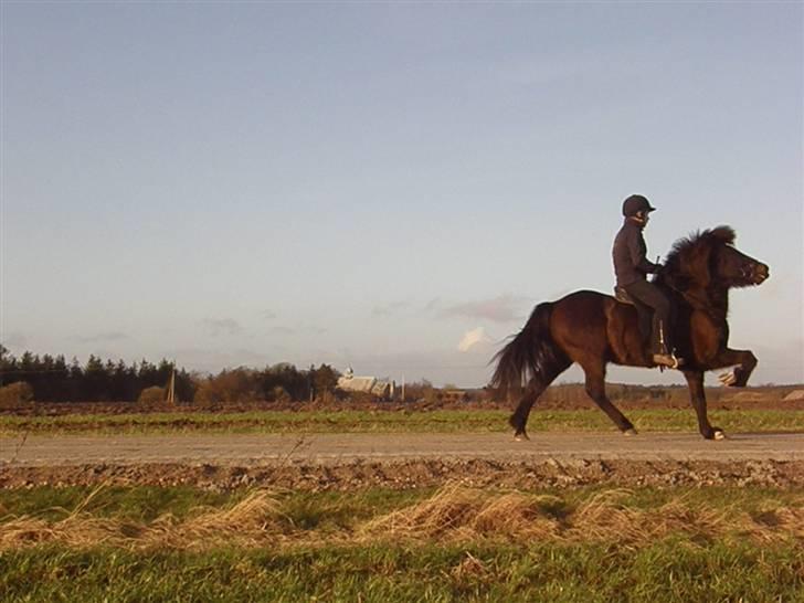 Islænder Kári fra rødstenskær billede 2