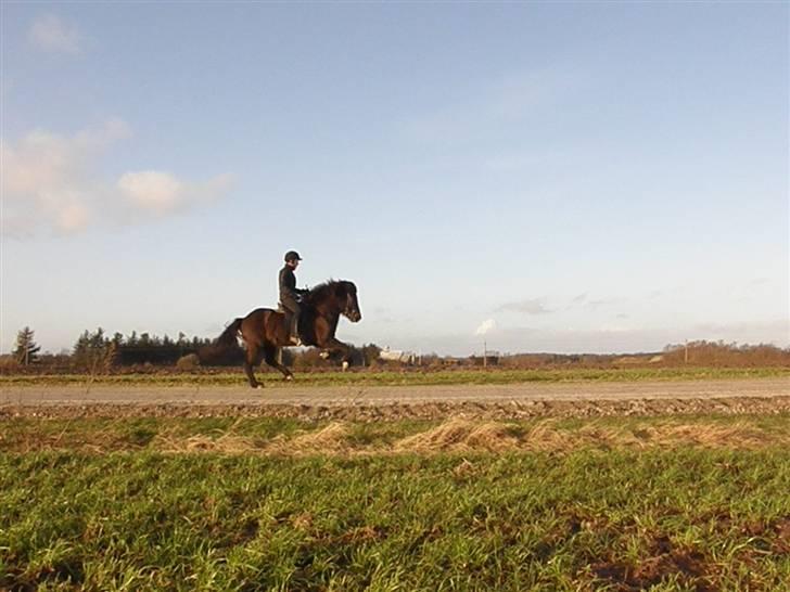 Islænder Kári fra rødstenskær billede 4