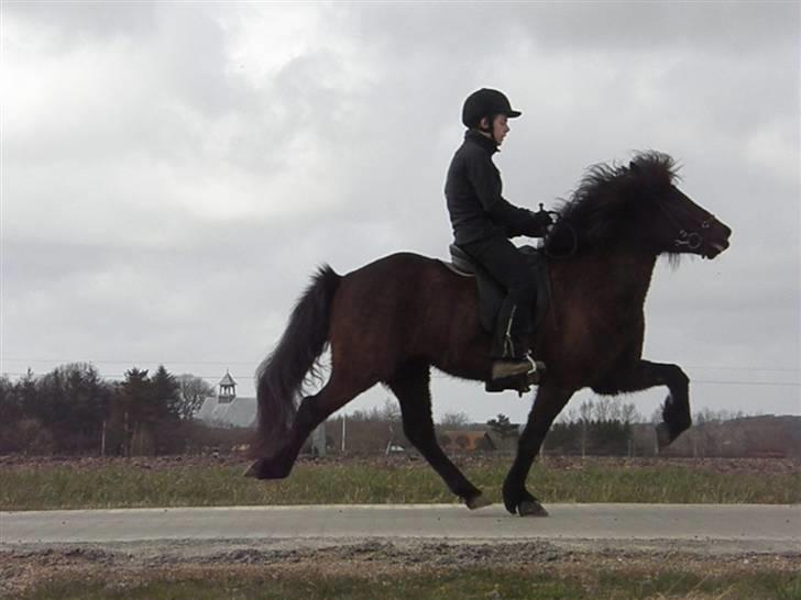 Islænder Kári fra rødstenskær billede 5