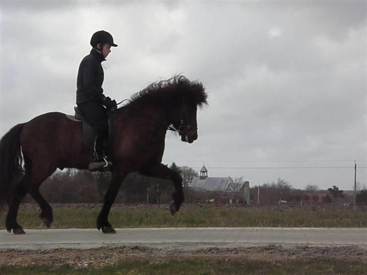 Islænder Kári fra rødstenskær billede 6