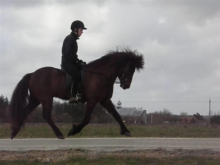 Islænder Kári fra rødstenskær billede 7