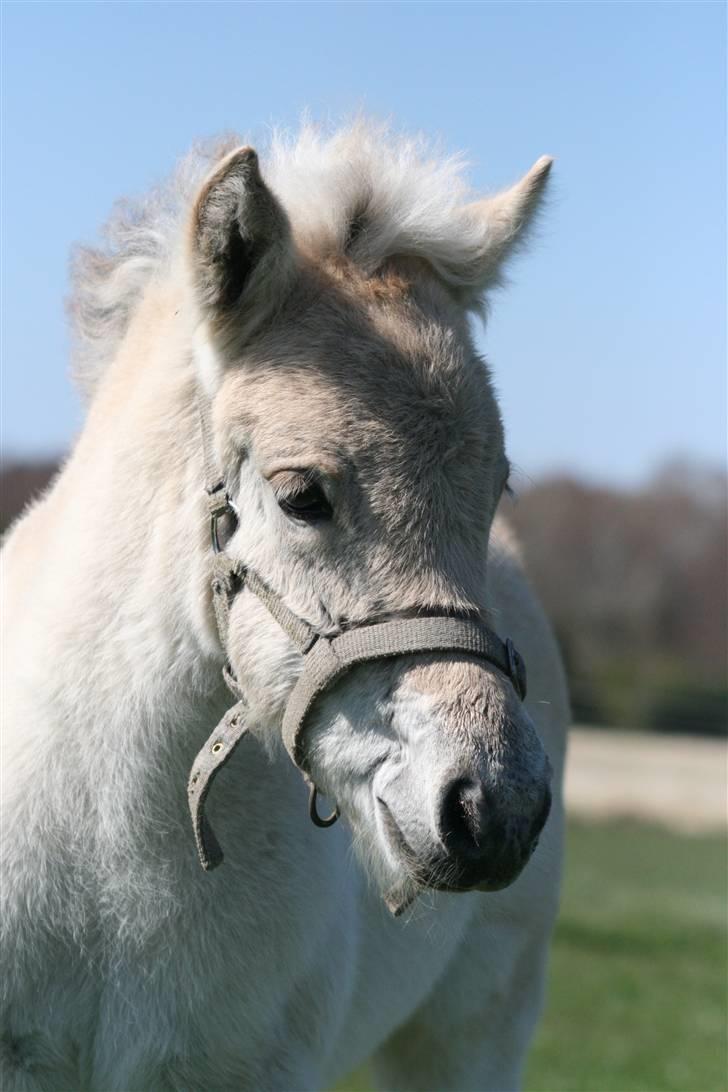 Fjordhest Mosegårdens FrøkenF billede 14