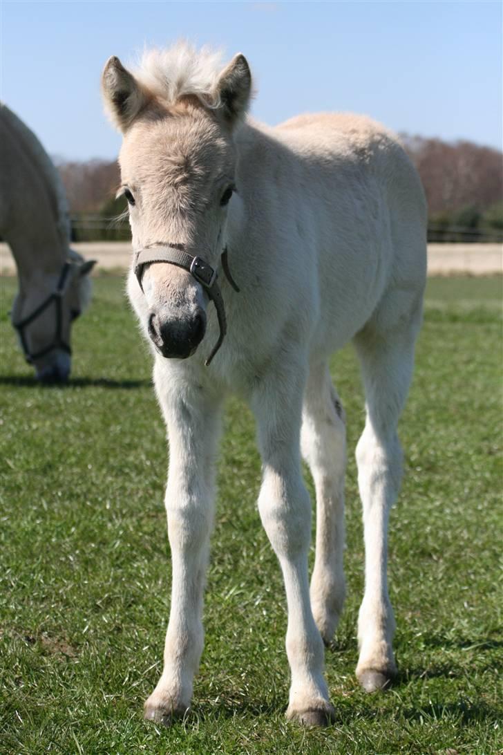 Fjordhest Mosegårdens FrøkenF billede 15