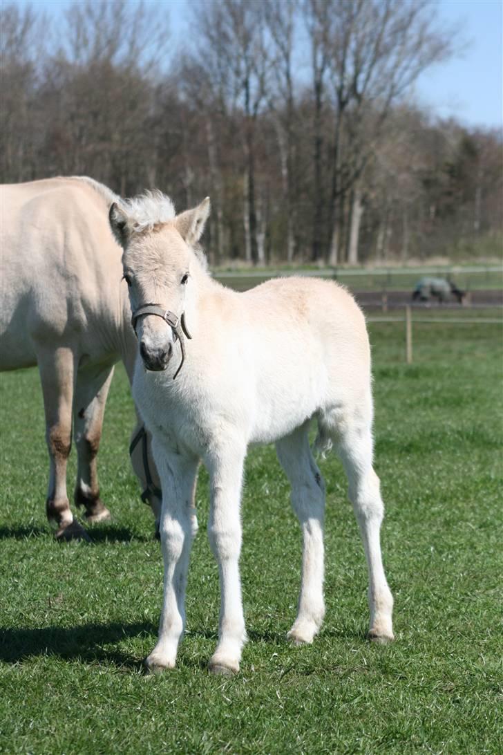 Fjordhest Mosegårdens FrøkenF billede 16