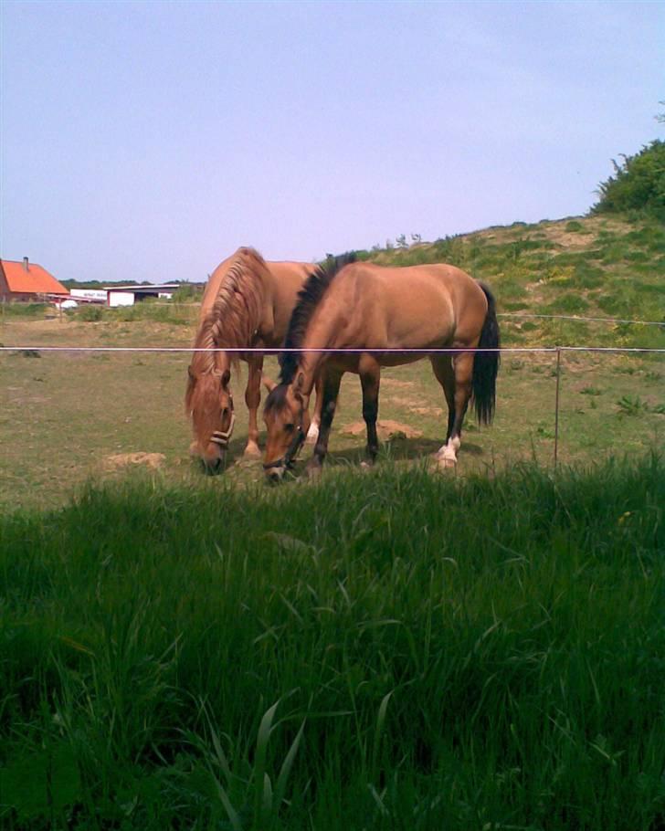 Polsk Varmblod Portos (solgt) r.i.p - på fold med ania nyeste hest i familien billede 1