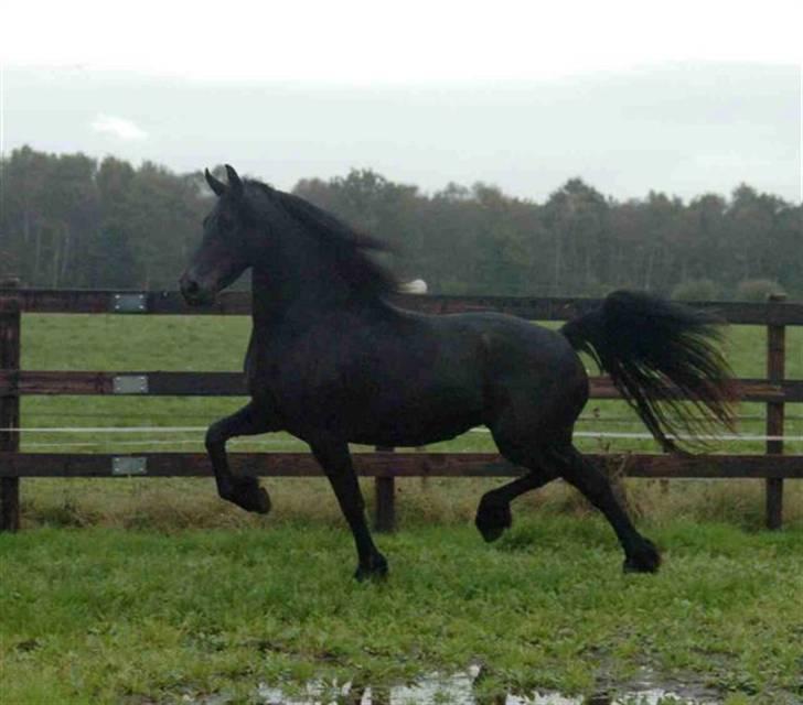 Frieser ** LISANNE ** billede 3