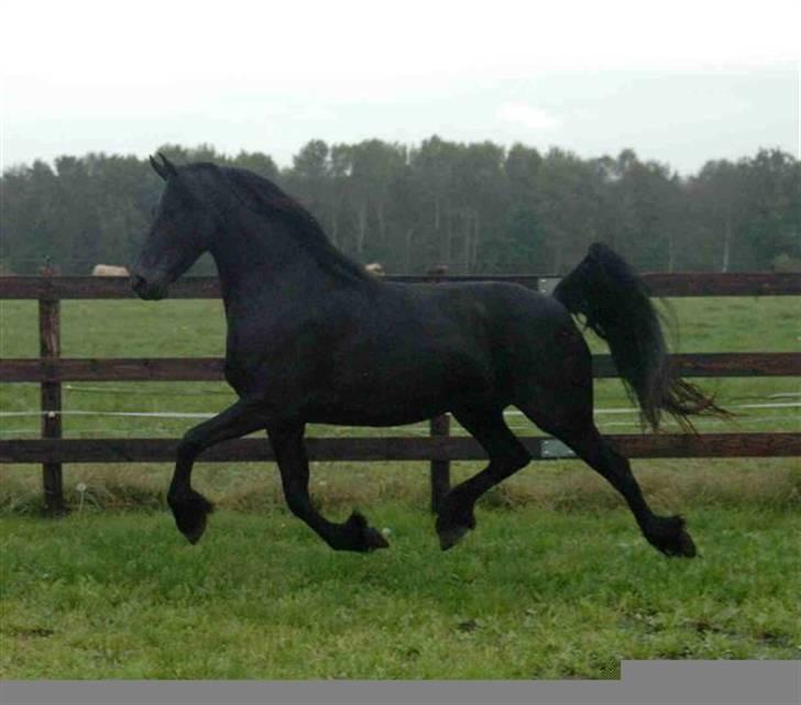 Frieser ** LISANNE ** billede 5