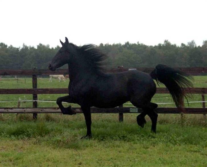 Frieser ** LISANNE ** billede 7