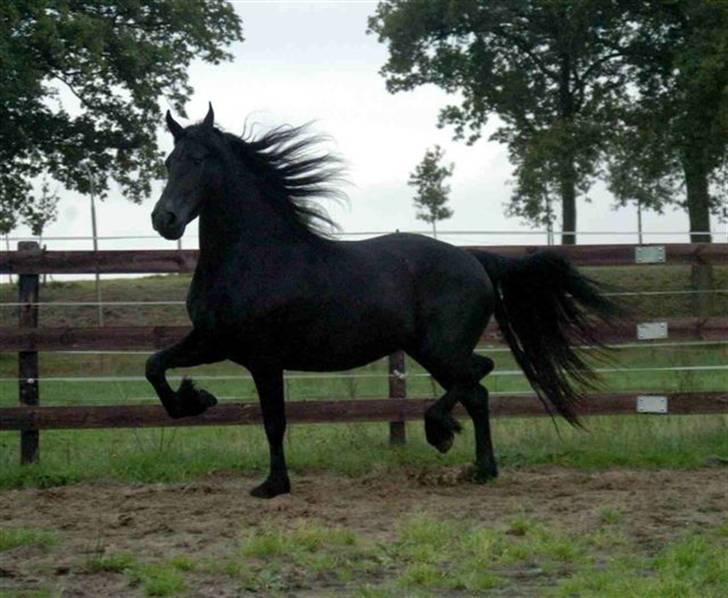 Frieser ** LISANNE ** billede 13