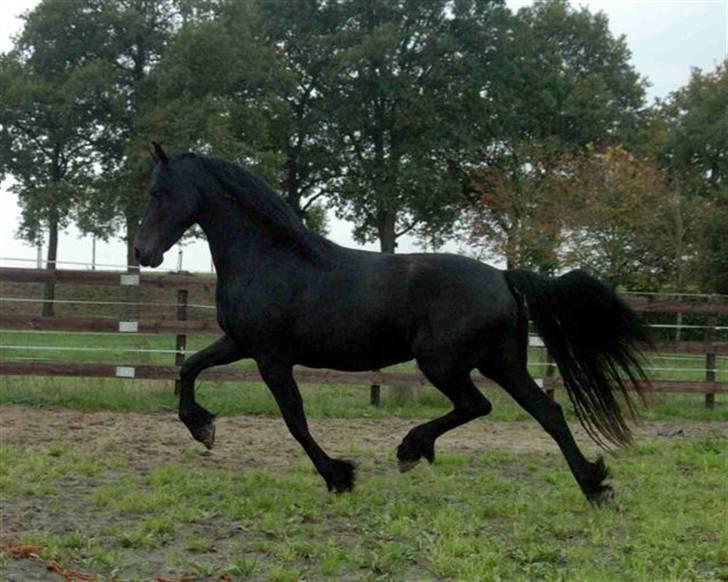 Frieser ** LISANNE ** billede 14