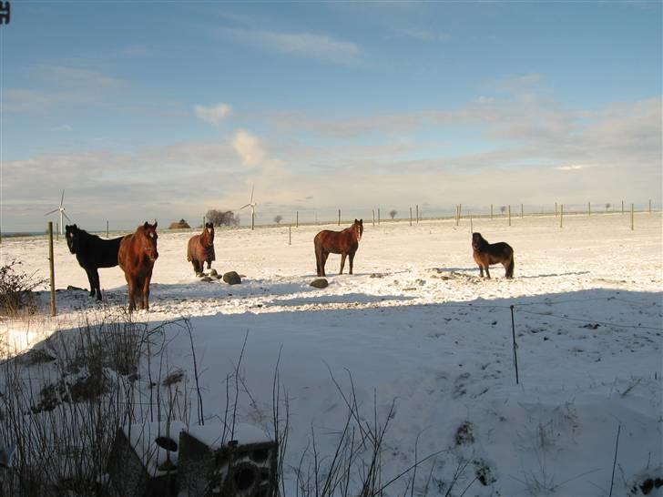 Connemara Design - her er Design sammen med alle vores heste;o) billede 5