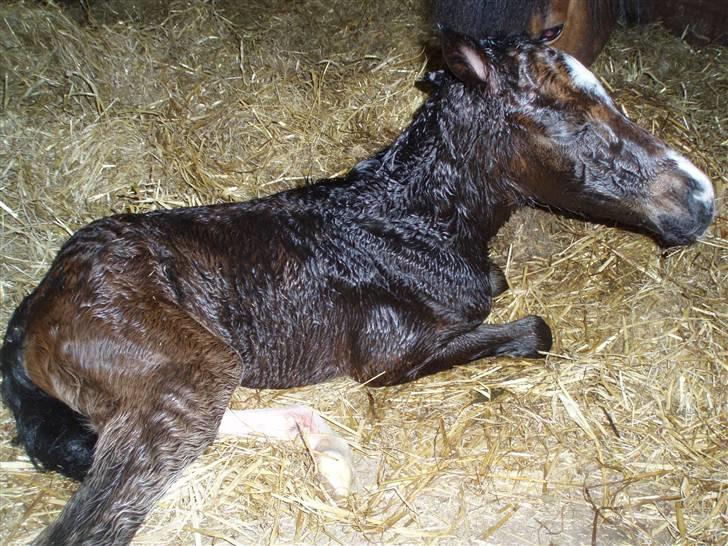 Anden særlig race Caspara´s Radja - himmelhest billede 6