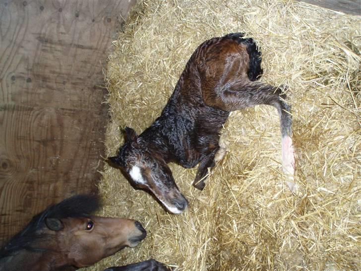 Anden særlig race Caspara´s Radja - himmelhest billede 7